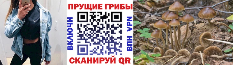 Псилоцибиновые грибы Psilocybine cubensis  Разумное 
